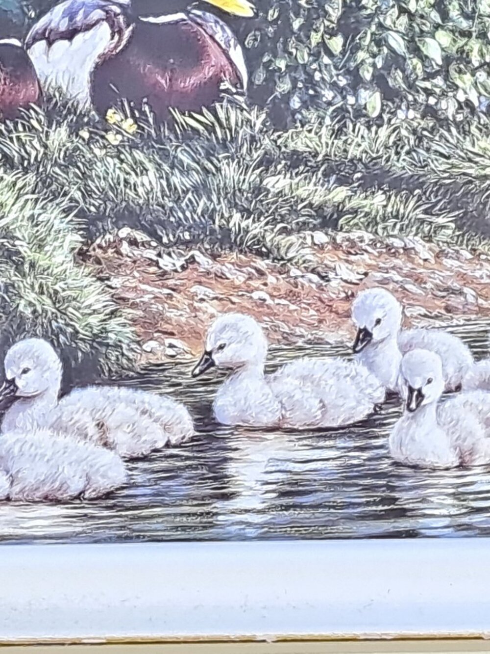 Framed Nature Print Of Ducks - Picture 6 of 11